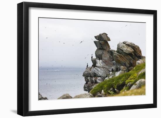 Cormorants and seagulls on rock pile, Kolyuchin Island, Bering Sea, Russian Far East-Keren Su-Framed Photographic Print