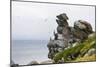 Cormorants and seagulls on rock pile, Kolyuchin Island, Bering Sea, Russian Far East-Keren Su-Mounted Photographic Print