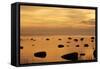 Cormorants in Flight at Sunset-null-Framed Stretched Canvas