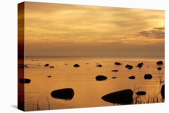 Cormorants in Flight at Sunset-null-Stretched Canvas