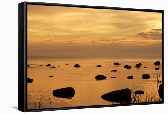 Cormorants in Flight at Sunset-null-Framed Stretched Canvas