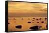 Cormorants in Flight at Sunset-null-Framed Stretched Canvas