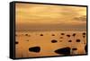 Cormorants in Flight at Sunset-null-Framed Stretched Canvas