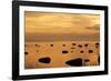 Cormorants in Flight at Sunset-null-Framed Photographic Print