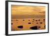 Cormorants in Flight at Sunset-null-Framed Photographic Print