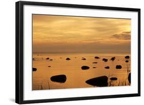 Cormorants in Flight at Sunset-null-Framed Photographic Print