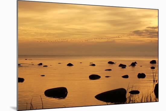 Cormorants in Flight at Sunset-null-Mounted Photographic Print