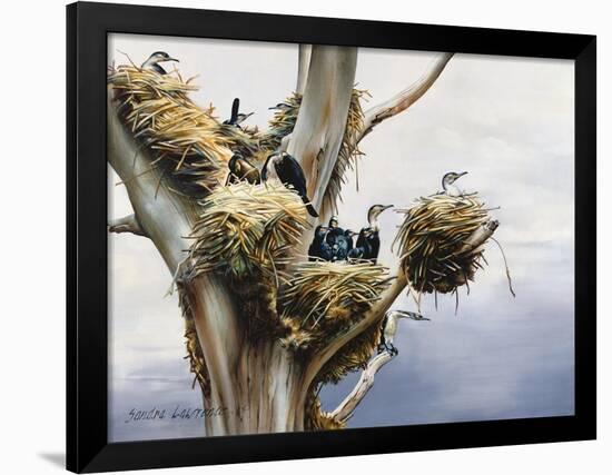 Cormorants- Lake Naivasha, 1984-Sandra Lawrence-Framed Giclee Print