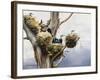 Cormorants- Lake Naivasha, 1984-Sandra Lawrence-Framed Giclee Print