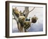 Cormorants- Lake Naivasha, 1984-Sandra Lawrence-Framed Giclee Print