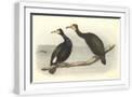 White Frame