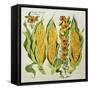 Corn and Marrow Flowers, 2014-Jennifer Abbott-Framed Stretched Canvas
