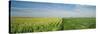 Corn and Soybean Fields on a Landscape, Herscher, Illinois, USA-null-Stretched Canvas