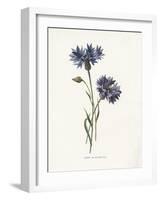 Corn Blue-Bottle-Gwendolyn Babbitt-Framed Art Print