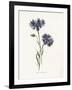 Corn Blue-Bottle-Gwendolyn Babbitt-Framed Art Print