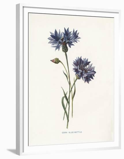 Corn Blue-Bottle-Gwendolyn Babbitt-Framed Art Print