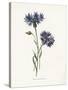 Corn Blue-Bottle-Gwendolyn Babbitt-Stretched Canvas