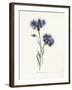 Corn Blue-Bottle-Gwendolyn Babbitt-Framed Art Print