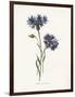 Corn Blue-Bottle-Gwendolyn Babbitt-Framed Art Print