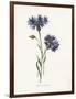 Corn Blue-Bottle-Gwendolyn Babbitt-Framed Art Print