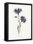 Corn Blue-Bottle-Gwendolyn Babbitt-Framed Stretched Canvas