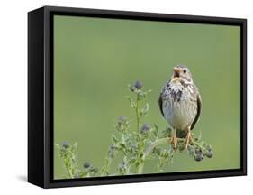 Corn Bunting (Miliaria Calandra) Singing, Formby, Lancashire, England, UK, June-Richard Steel-Framed Stretched Canvas