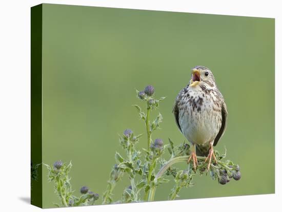 Corn Bunting (Miliaria Calandra) Singing, Formby, Lancashire, England, UK, June-Richard Steel-Stretched Canvas