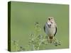 Corn Bunting (Miliaria Calandra) Singing, Formby, Lancashire, England, UK, June-Richard Steel-Stretched Canvas