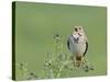 Corn Bunting (Miliaria Calandra) Singing, Formby, Lancashire, England, UK, June-Richard Steel-Stretched Canvas