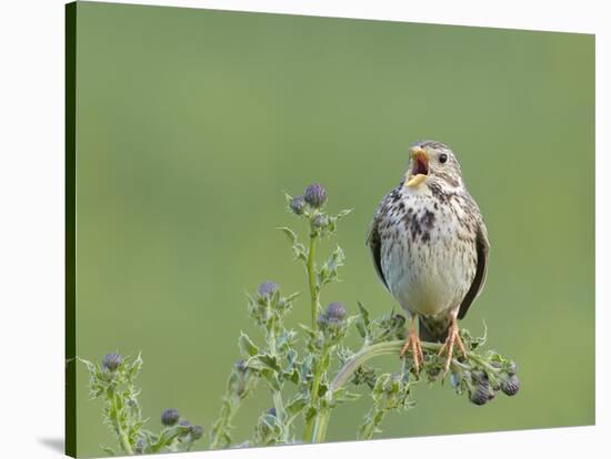 Corn Bunting (Miliaria Calandra) Singing, Formby, Lancashire, England, UK, June-Richard Steel-Stretched Canvas