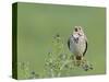 Corn Bunting (Miliaria Calandra) Singing, Formby, Lancashire, England, UK, June-Richard Steel-Stretched Canvas