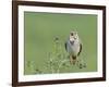 Corn Bunting (Miliaria Calandra) Singing, Formby, Lancashire, England, UK, June-Richard Steel-Framed Photographic Print