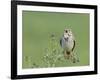 Corn Bunting (Miliaria Calandra) Singing, Formby, Lancashire, England, UK, June-Richard Steel-Framed Photographic Print