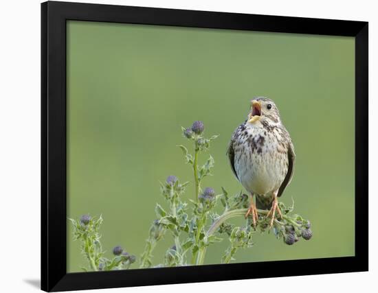 Corn Bunting (Miliaria Calandra) Singing, Formby, Lancashire, England, UK, June-Richard Steel-Framed Photographic Print