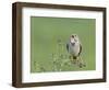 Corn Bunting (Miliaria Calandra) Singing, Formby, Lancashire, England, UK, June-Richard Steel-Framed Photographic Print