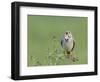 Corn Bunting (Miliaria Calandra) Singing, Formby, Lancashire, England, UK, June-Richard Steel-Framed Photographic Print