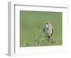 Corn Bunting (Miliaria Calandra) Singing, Formby, Lancashire, England, UK, June-Richard Steel-Framed Photographic Print