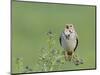 Corn Bunting (Miliaria Calandra) Singing, Formby, Lancashire, England, UK, June-Richard Steel-Mounted Photographic Print