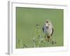 Corn Bunting (Miliaria Calandra) Singing, Formby, Lancashire, England, UK, June-Richard Steel-Framed Photographic Print