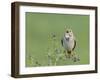 Corn Bunting (Miliaria Calandra) Singing, Formby, Lancashire, England, UK, June-Richard Steel-Framed Photographic Print