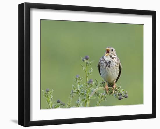 Corn Bunting (Miliaria Calandra) Singing, Formby, Lancashire, England, UK, June-Richard Steel-Framed Photographic Print