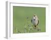 Corn Bunting (Miliaria Calandra) Singing, Formby, Lancashire, England, UK, June-Richard Steel-Framed Photographic Print