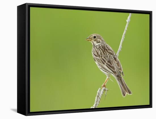 Corn Bunting Perched-null-Framed Stretched Canvas