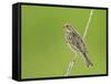 Corn Bunting Perched-null-Framed Stretched Canvas