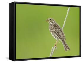 Corn Bunting Perched-null-Framed Stretched Canvas