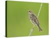 Corn Bunting Perched-null-Stretched Canvas