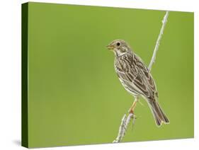 Corn Bunting Perched-null-Stretched Canvas