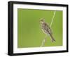 Corn Bunting Perched-null-Framed Photographic Print