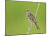 Corn Bunting Perched-null-Mounted Photographic Print