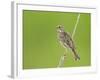 Corn Bunting Perched-null-Framed Photographic Print